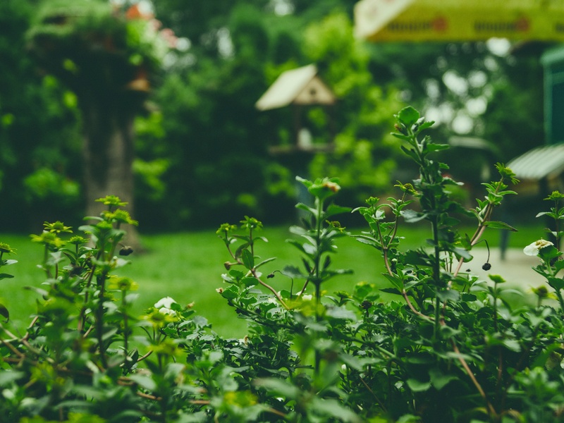 Soins des plantes